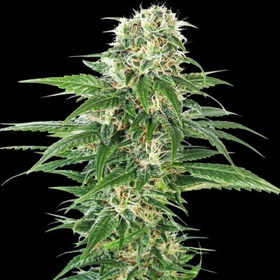 Sensi Seeds Early Skunk Automatic semena neobsahují THC 3 ks – Zboží Dáma