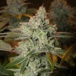 Vision Seeds Pineapple Fruit x Alien Rock semena neobsahují THC 3 ks – Hledejceny.cz