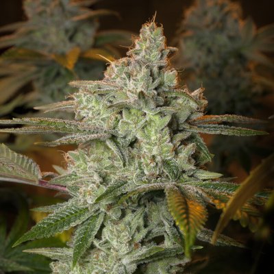 Vision Seeds Pineapple Fruit x Alien Rock semena neobsahují THC 3 ks – Hledejceny.cz