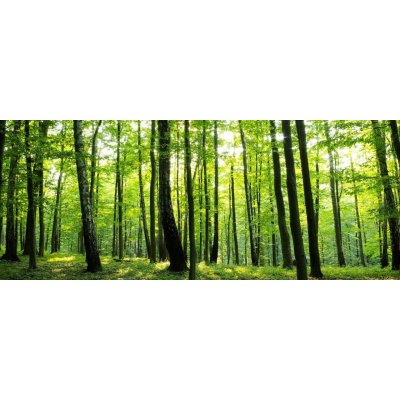 ForWall Fototapeta panoramatická vliesová Les 250 x 104 cm – Zboží Mobilmania