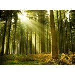 WEBLUX 10017097 Fototapeta papír Pine forest with the last of the sun shining through the trees. Borový les s posledním sluncem které září stromy. rozměry 360 x 266 cm – Hledejceny.cz