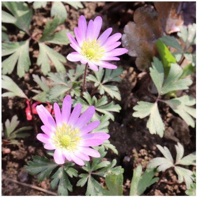 Sasanka vábná Pink Star - Anemone blanda - cibuloviny - 3 ks – Zbozi.Blesk.cz