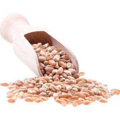 Aso Zdravý život Pšenice ozimá Bio Premium quality 25 kg – Zboží Dáma