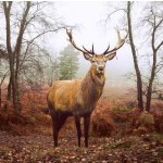 Paper + Design Ubrousek 33x33cm Jelen za soumraku – Hledejceny.cz