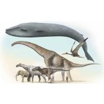 3D pohlednice Největší zvířata na Zemi – Hledejceny.cz