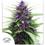Dutch Passion Shaman semena neobsahují THC 3 ks – Hledejceny.cz
