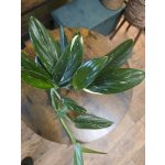 Philodendron Cobra – Zboží Dáma