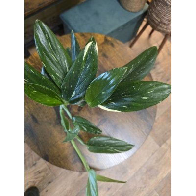 Philodendron Cobra – Zboží Dáma