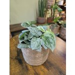 Scindapsus Pictus Silvery Ann – Sleviste.cz