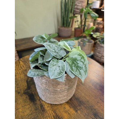 Scindapsus Pictus Silvery Ann – Sleviste.cz