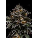 Ripper Seeds Brain Cake semena neobsahují THC 5 ks – Hledejceny.cz