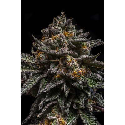 Ripper Seeds Brain Cake semena neobsahují THC 5 ks – Hledejceny.cz