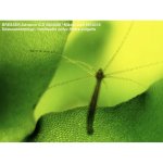 Bresser Advance ICD 10x-160x – Zboží Živě Bresser Advance ICD 10x-160x – Zboží Živě