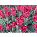 SEADOV - TMAVĚ ČERVENÝ TULIPÁN Množství cibulek v jednom balení: 5 ks – Sleviste.cz