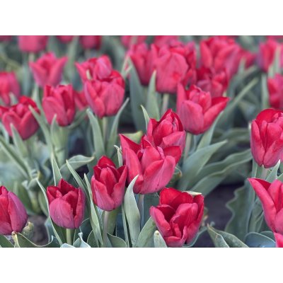 SEADOV - TMAVĚ ČERVENÝ TULIPÁN Množství cibulek v jednom balení: 5 ks – Sleviste.cz