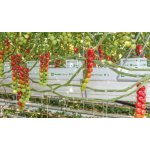 GRODAN Prestige NG2.0, pěstební rohož 1000x150x75mm pytel 12ks – Hledejceny.cz