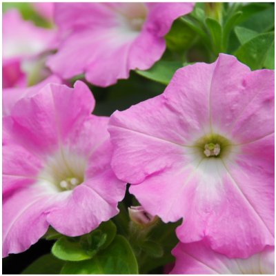 Petúnie Rosy Velvet F1 - Petunia hybrida - semena petúnie - 12 ks – Zboží Mobilmania