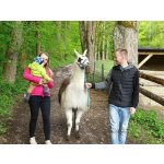 Lamatreking - procházka s lamou a krmením v Krkonoších pro 2 osoby – Hledejceny.cz