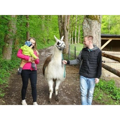 Lamatreking - procházka s lamou a krmením v Krkonoších pro 2 osoby – Hledejceny.cz