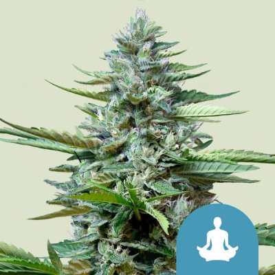 Royal Queen Seeds Stress Killer AUTO CBD Semena neobsahují THC 1 ks – Hledejceny.cz