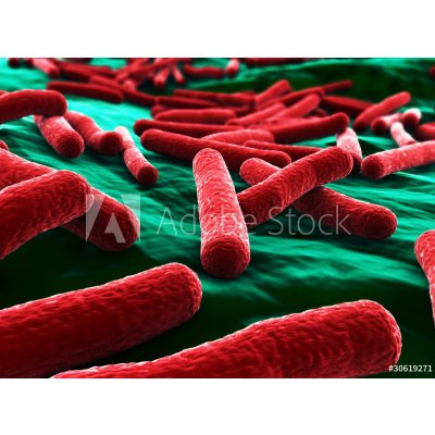 WEBLUX 30619271 Fototapeta papír E coli Bacteria close up Bakterie E coli zblízka rozměry 360 x 266 cm – Hledejceny.cz