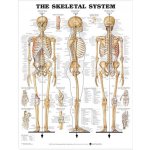 Kostra člověka - opěrná soustava 50,8x66cm – Zboží Mobilmania