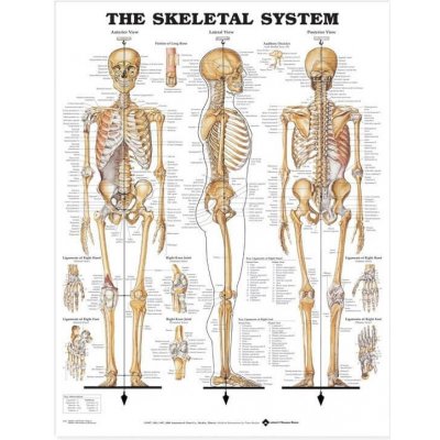 Kostra člověka - opěrná soustava 50,8x66cm – Zboží Mobilmania