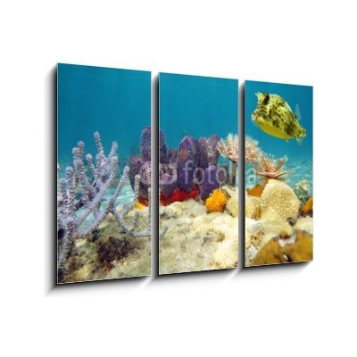 Obraz 3D třídílný - 105 x 70 cm - Colorful underwater marine life seabed Barevné podvodní mořské dno mořského života – Zboží Mobilmania