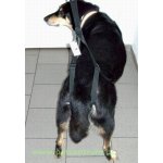 VETCENTRUM Podpůrné rehabilitační kšíry UNIVERSAL – Hledejceny.cz