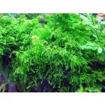 Vesicularia ferriei - Weeping Moss – Zboží Dáma