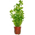 Ludwigia palustris Green – Sleviste.cz