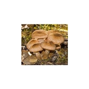 PLANTO Václavka obecná (Armillaria mellea) 20 ks - podhoubí na kolících PO-VAC-20KS