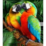 Norimpex Diamantové malování Barevní papoušci 30 x 40 cm – Zboží Mobilmania