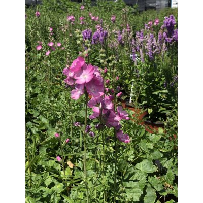 Sidalcea malviflora 'Candy Girl' Velikost hrnku: 2l terac – Hledejceny.cz