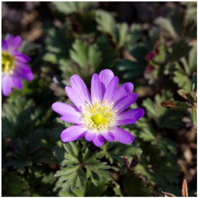 Sasanka vábná Pink Star - Anemone blanda - hlízy sasanek - 3 ks