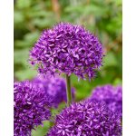 Allium CHICAGO - okrasný česnek – Hledejceny.cz
