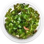 Ludwigia repens - Zakucelka plazivá – HobbyKompas.cz