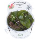 Echinodorus reni – Zboží Dáma Echinodorus reni – Zboží Dáma