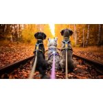 Non-stop Dogwear Postroj Line 5.0 Rachel Pohl – Zboží Dáma