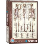 EuroGraphics Kosterní soustava The Skeletal System 1000 dílků – Sleviste.cz