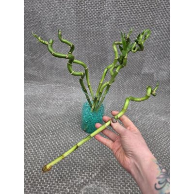 Bambus LUCKY BAMBOO 30 cm spiral – Zboží Mobilmania