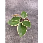 Hoya Flamingo Dream 9 cm – Hledejceny.cz