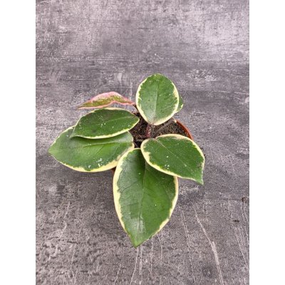 Hoya Flamingo Dream 9 cm – Hledejceny.cz