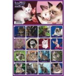 Bonaparte Pexeso: Kočky – Zbozi.Blesk.cz