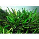 Cryptocoryne lucens – Zboží Dáma