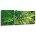 Obraz 3D třídílný - 150 x 50 cm - close up of a marijuana plant bud zblízka rostliny pupíku marihuany