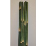 Bambusová tyč délka 2 metry - barvená zelená 5 - 6 cm – Zbozi.Blesk.cz