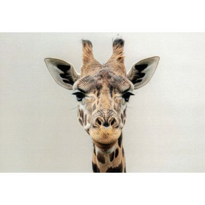 Pohlednice Žirafa 2 – Hledejceny.cz