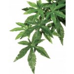 Hagen Exo Terra Abuliton rostlina velká 80 cm – Zboží Dáma