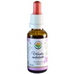 Salvia Paradise Vrbovka malokvětá AF tinktura 30 ml – Hledejceny.cz